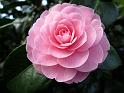 2014-03-08,_Kamelie (5)